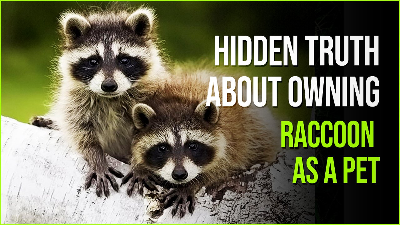 The Hidden Truth About Owning A Raccoon As A Pet Might Startle You