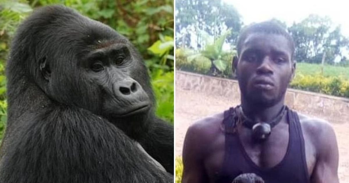 rafiki5.jpg?resize=412,232 - Poacher Took The Life Of The World's Most Famous Silverback Gorilla