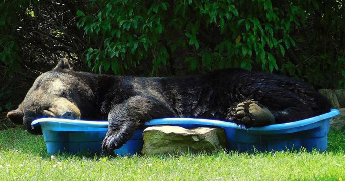 regina keller.jpg?resize=412,232 - Huge Black Bear Spotted Relaxing In A Pool In Virginia