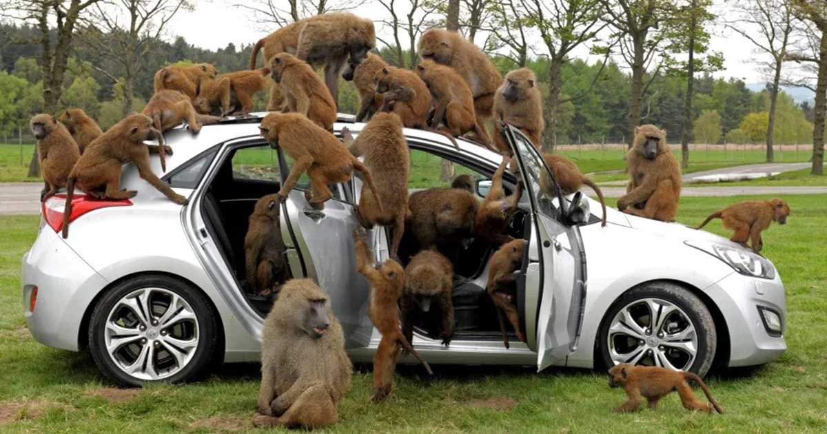 rex4.jpg?resize=1200,630 - Safari Park Baboons Seen Armed With Knives, Screwdrivers And Chainsaw