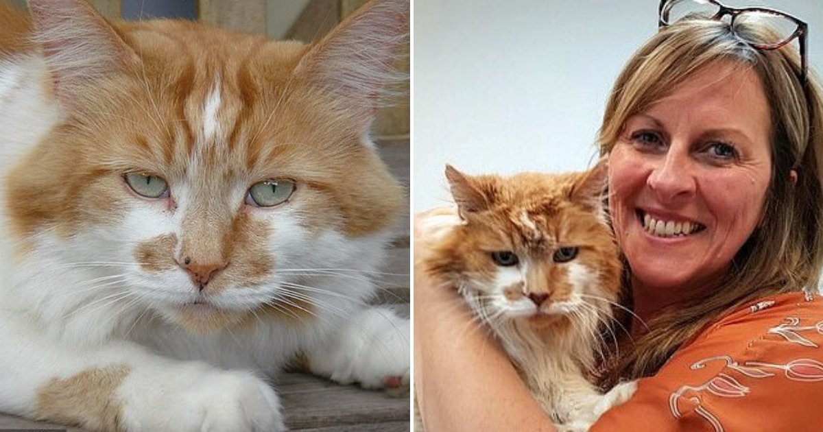 rubble6.png?resize=412,275 - World's Oldest Cat, A Fully Maine Coon Named Rubble, Has Died
