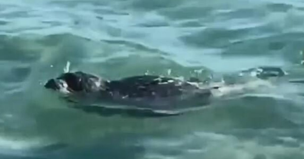 seal5.png?resize=412,275 - Beachgoers Threw Rocks At Curious Baby Seal And Laughed About It