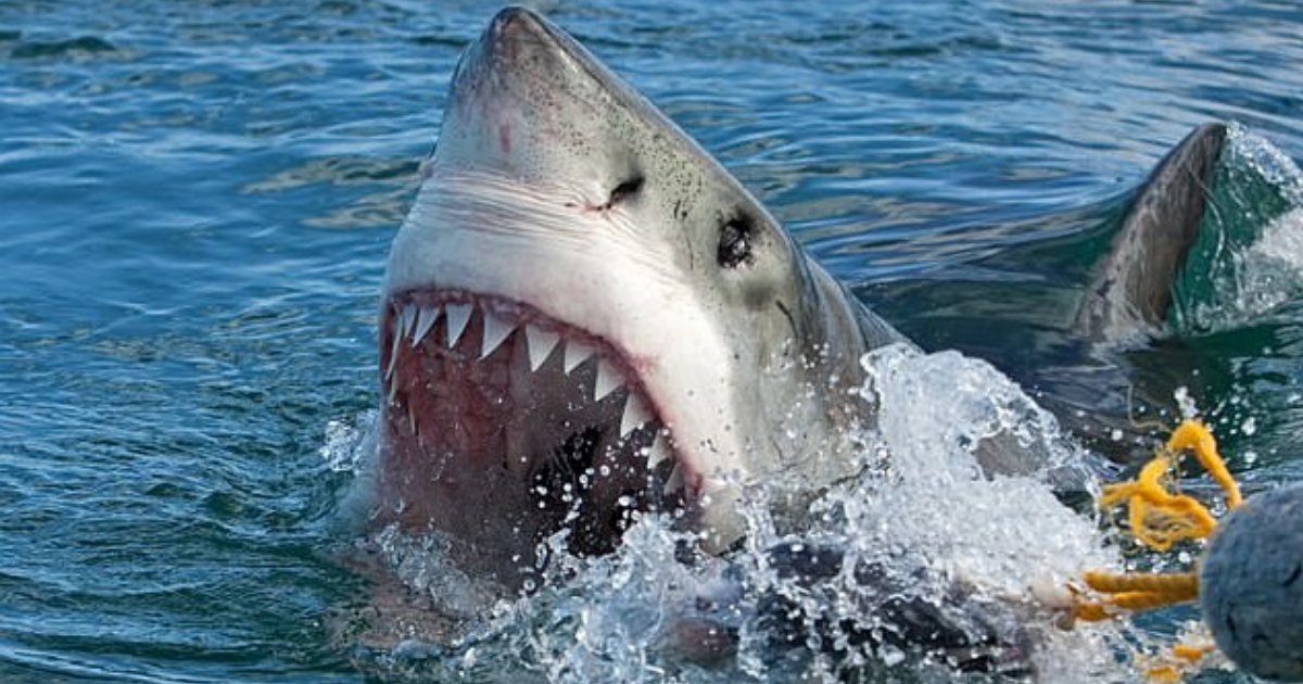 shark5.png?resize=1200,630 - Five Great White Sharks Are Lurking In The Waters Off New Jersey And New York