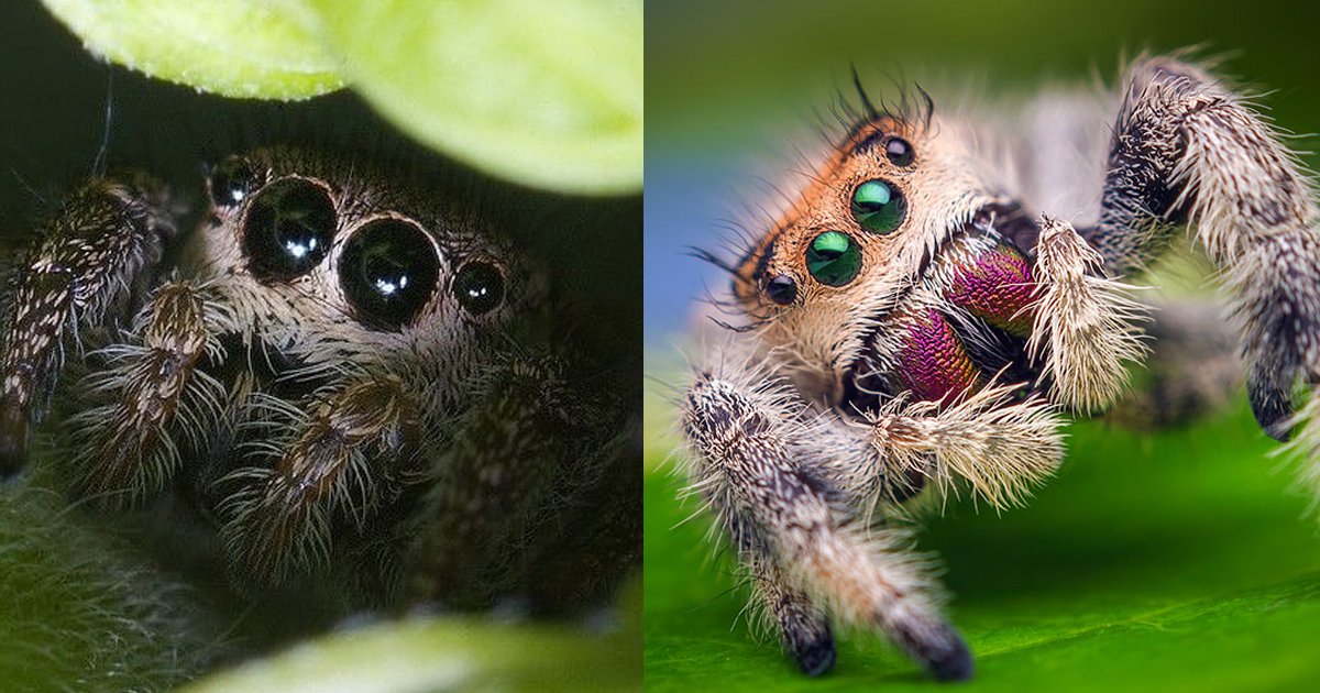 spiders are cute.jpg?resize=412,275 - Spiders Are Cute And Here Are 8 Fabulous Reasons Why