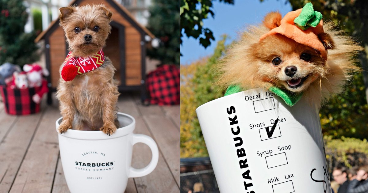 starbucks pups.jpg?resize=300,169 - 10 Flattering Starbucks Pup Cup Images Sure To Melt Your Heart