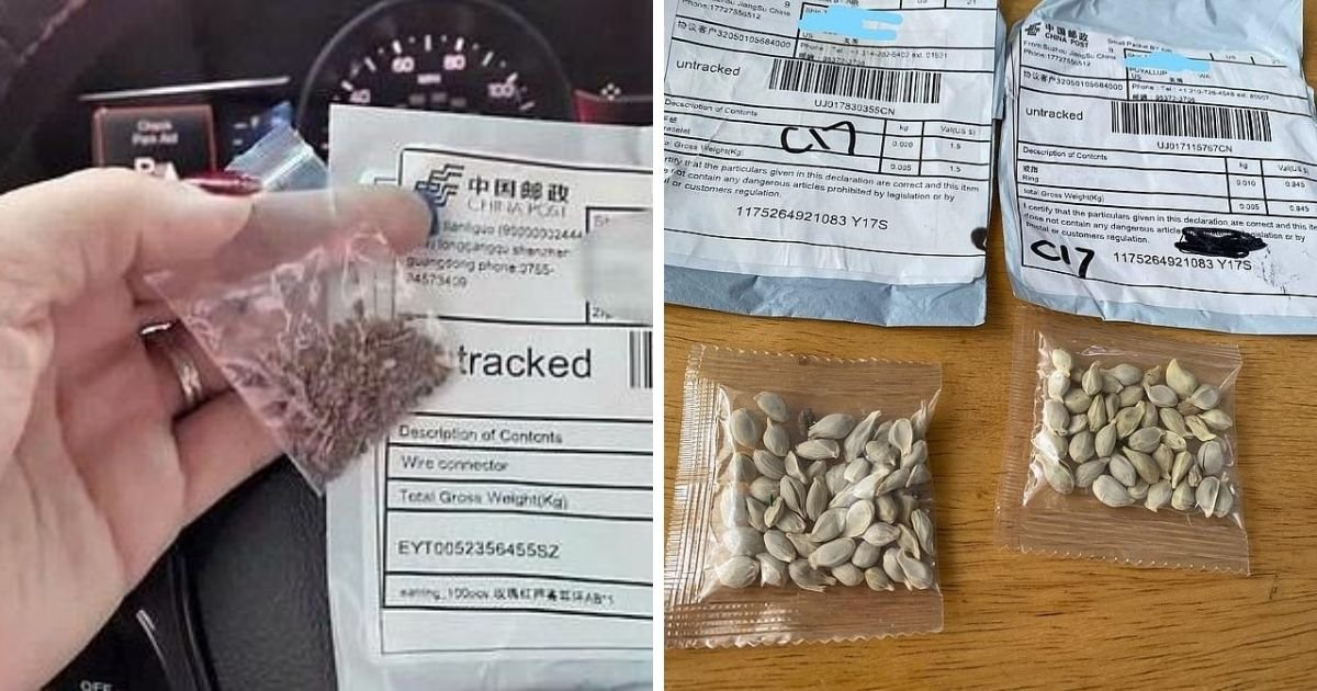 untitled design 1 30.jpg?resize=412,232 - Officials Issue Warning As People Receive Seeds Mislabeled As Jewelry From Abroad