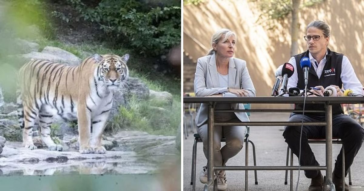 untitled design 1 6.jpg?resize=412,275 - Zookeeper Attacked And Killed By A Tiger In Front Of Terrified Visitors