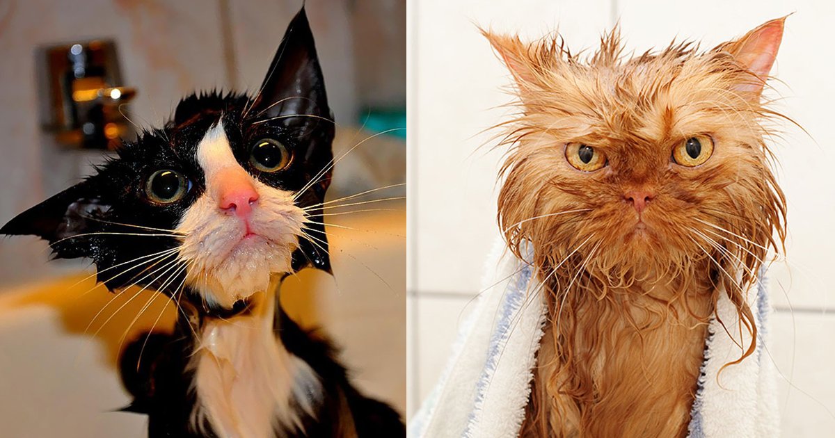 wet cats.jpg?resize=412,275 - 10 Hilarious Wet Cats Pictures You Can Never Unsee