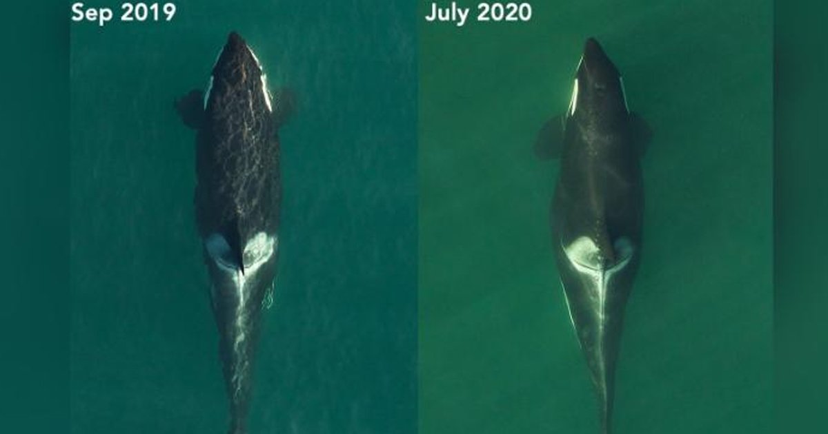 whale.jpg?resize=412,232 - Endangered Killer Whale Who Carried Dead Calf For 17 Days Is Pregnant Again