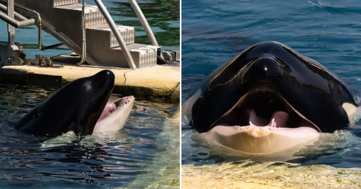 whale5.png?resize=412,275 - Captive Whale Loses All Of Its Teeth After Gnawing At His Small Enclosure
