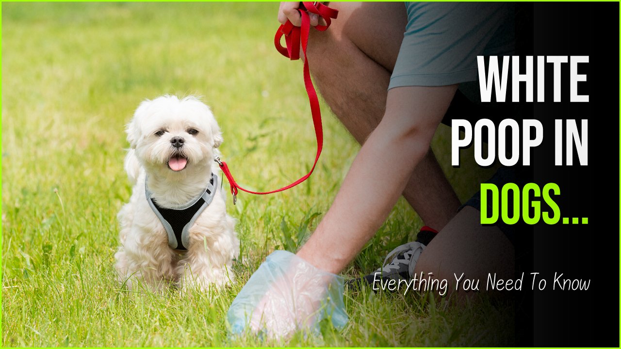 white poop.jpg?fit=1024%2C576&ssl=1&strip=all - White Poop In Dogs: What It Means And Other Colors That Need Attention