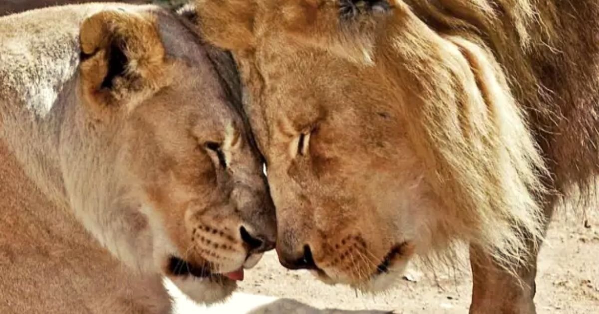 1 11.jpg?resize=1200,630 - La Conmovedora Historia De 2 Leones Que Permanecieron Juntos Hasta El Día De Su Muerte