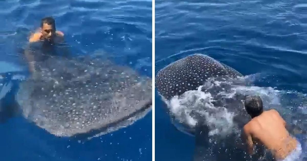 1 159.jpg?resize=1200,630 - Man Is Filmed While Riding Whale Shark By Clinging Onto Its Dorsal Fin
