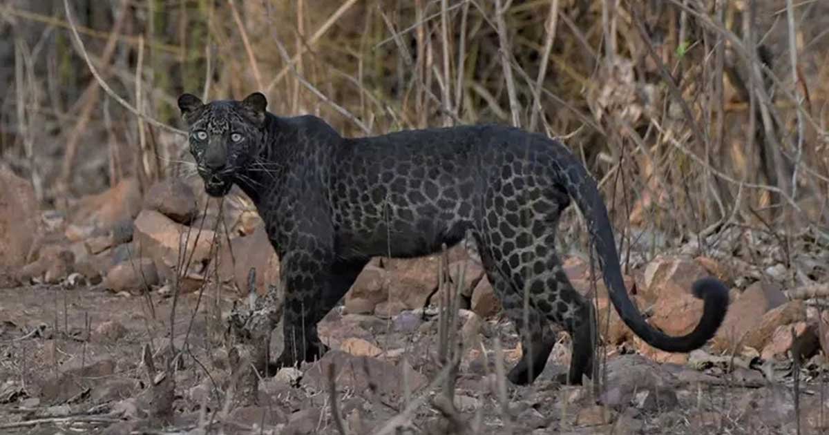1.jpg?resize=412,232 - Extremely Rare Black Leopard Spotted At An Indian Reserve