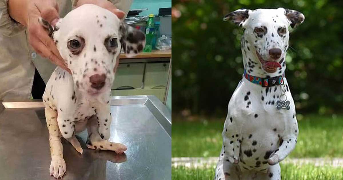2 1.jpg?resize=412,275 - Abused Dalmatian Puppy Saved From Certain Death By Dog Lover In South Carolina