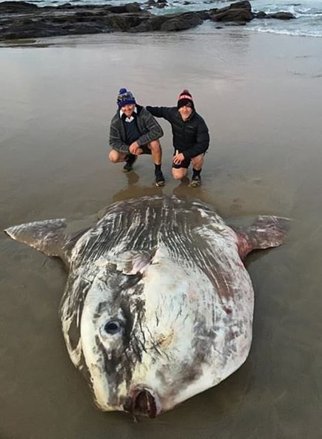 AUSTRALIA: An out-of-this-world beast stunned tourists after it washed up on a popular Australian beach. The strange sea creature, which was eventually identified as an ocean sunfish, was found by tourists at the mouth of Kennett River on Victoria