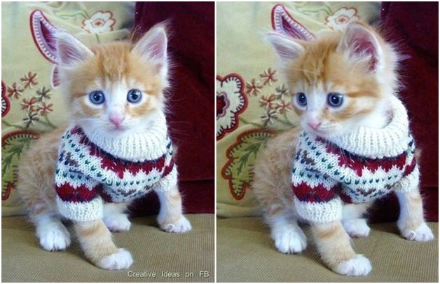cats with sweaters