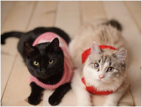 cats with sweaters