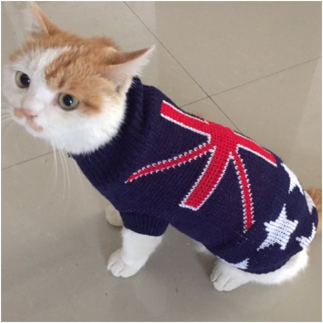 cats with sweaters 