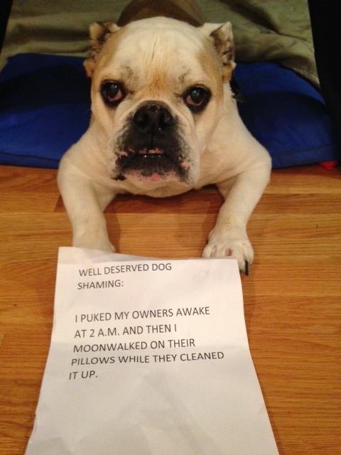 dog shamed