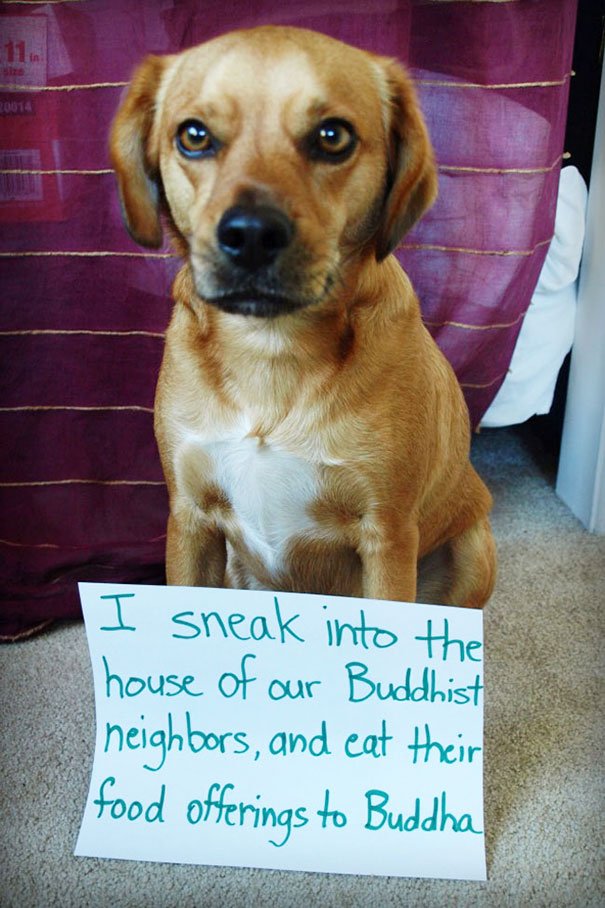 dogs shamed