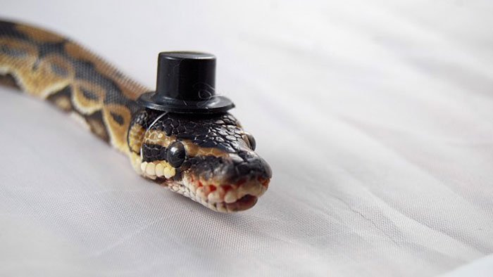 Snake In A Hat