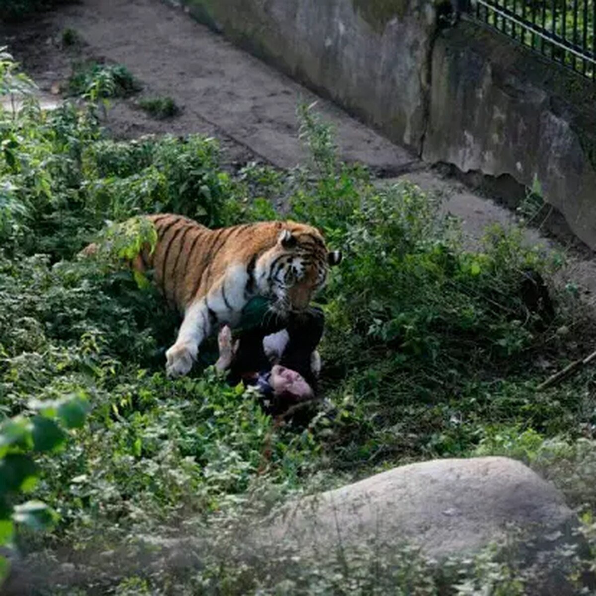 Mundo: Cuidadora de zoológico de Zúrich muere tras ser atacada por ...