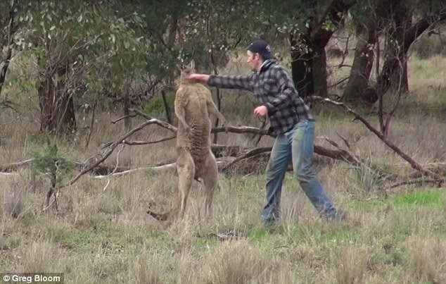 Un hombre se viraliza al dar un puñetazo a un canguro que estaba estrangulando a su perro