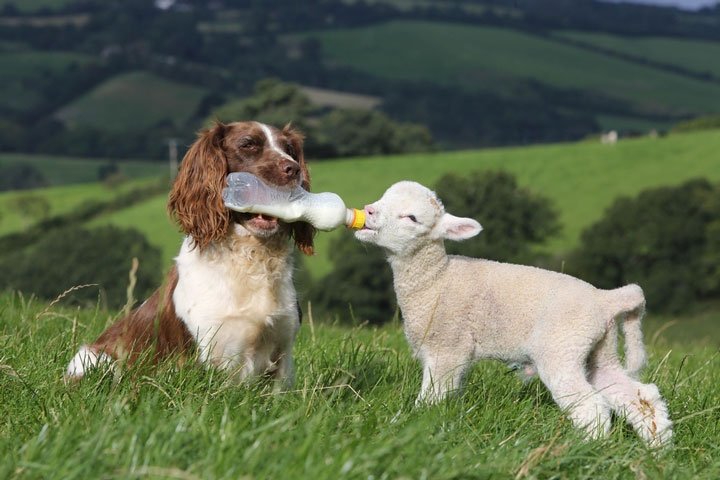 friendship with animals