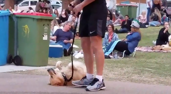 Dog Plays Dead