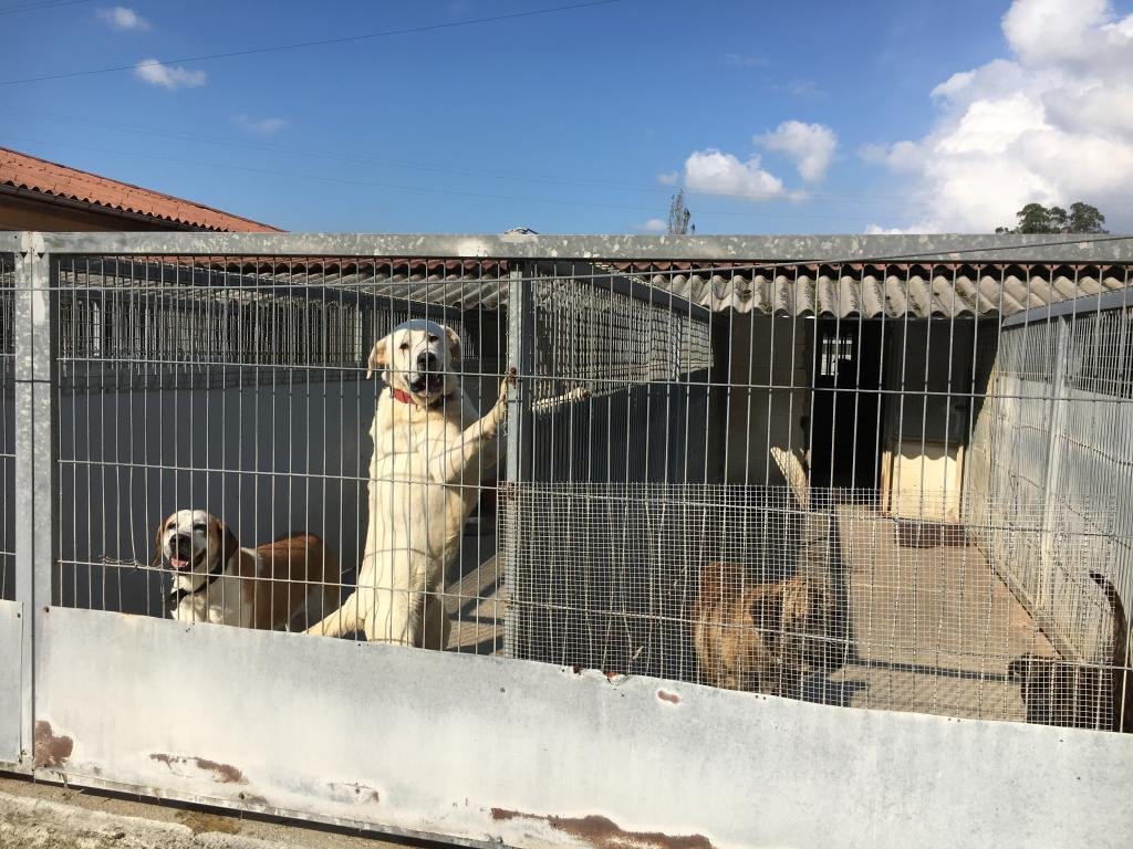 Langreo inaugura un Albergue Canino único en Asturias - La Nueva ...