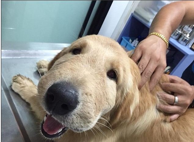 dog stung by bee in nose
