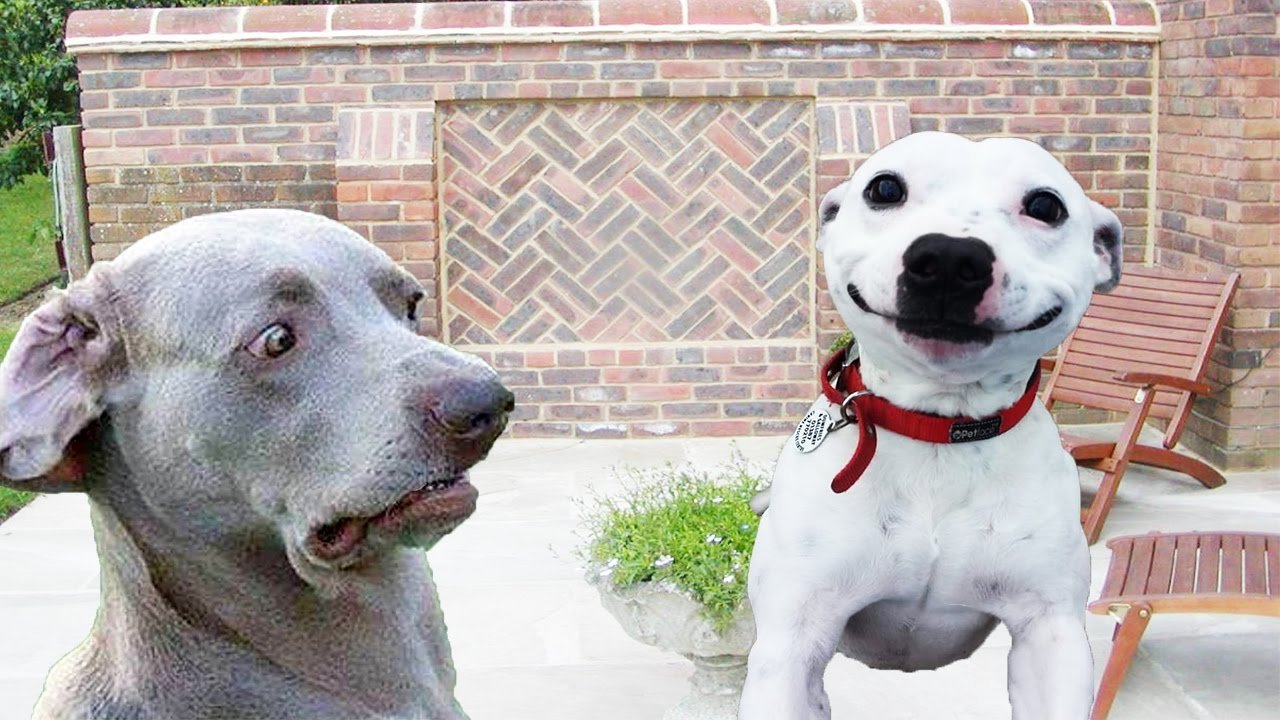 dogs with funny faces