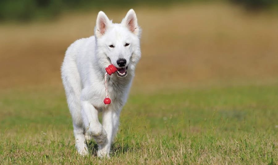 white dog names