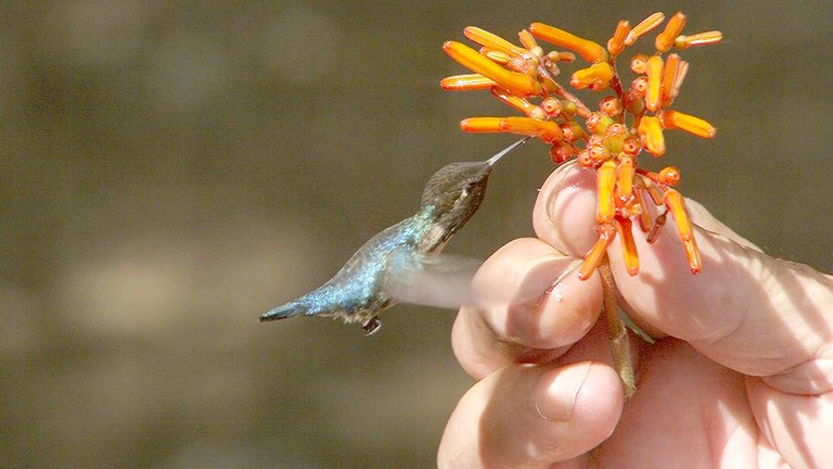 top 10 smallest birds in the world