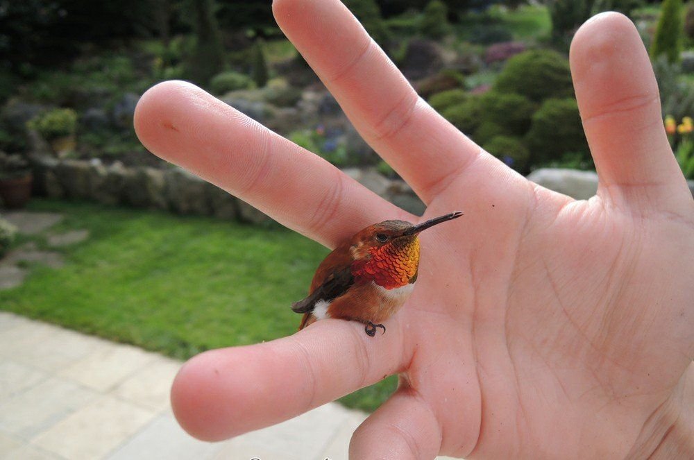 this is worlds smallest bird