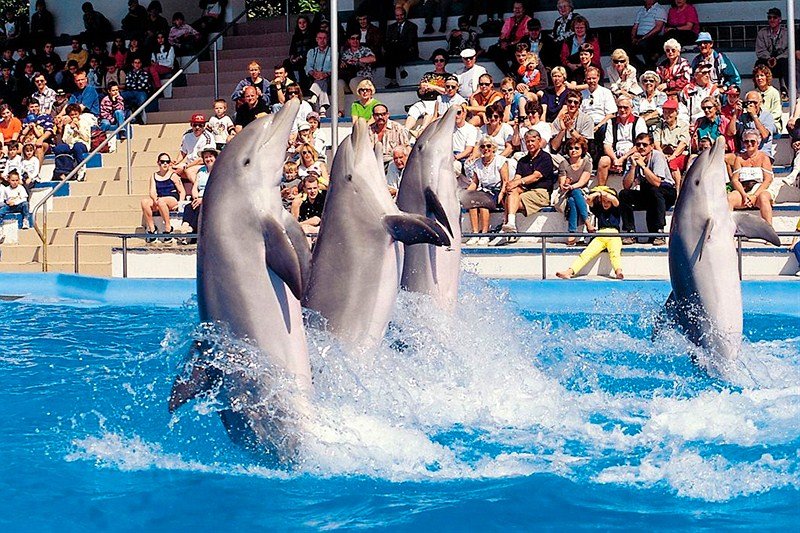 La CDMX prohíbe espectáculos con delfines -