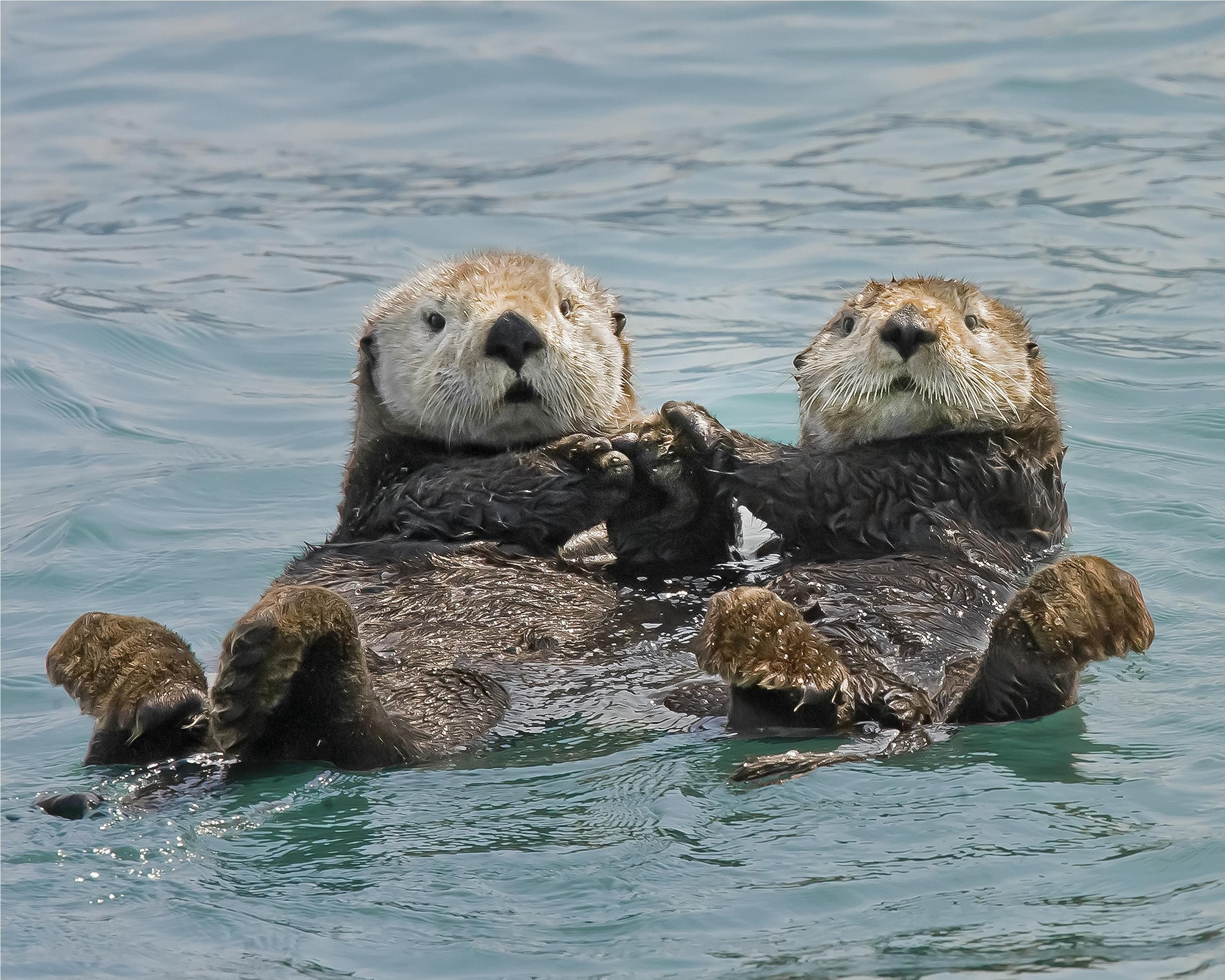 otters holding hands