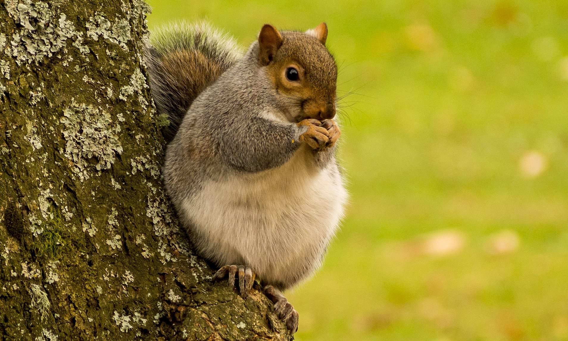 fat squirrels