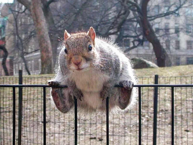 Fat squirrels 2019