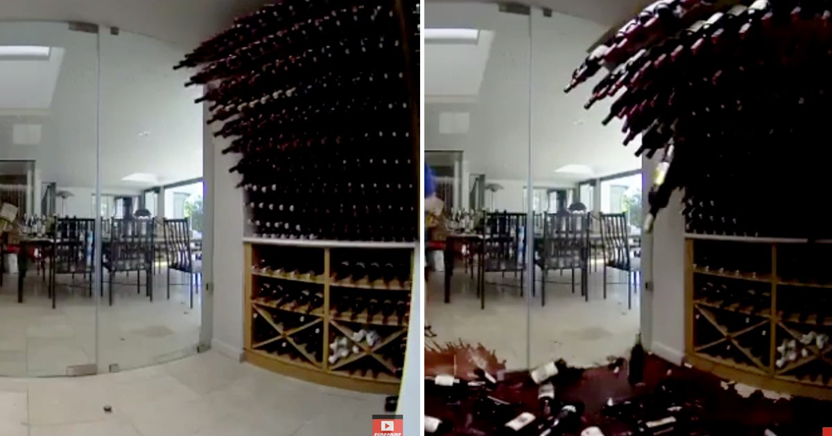 4 60.jpg?resize=1200,630 - "값비싼 와인 와장창"... 전부 떨어지는 걸 발견한 집주인 반응 (영상)