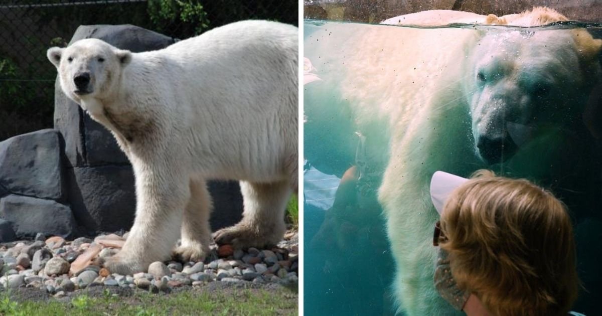 6 7.jpg?resize=412,232 - Polar Bear Dies At 24 Years Old In Minnesota's Como Park Zoo