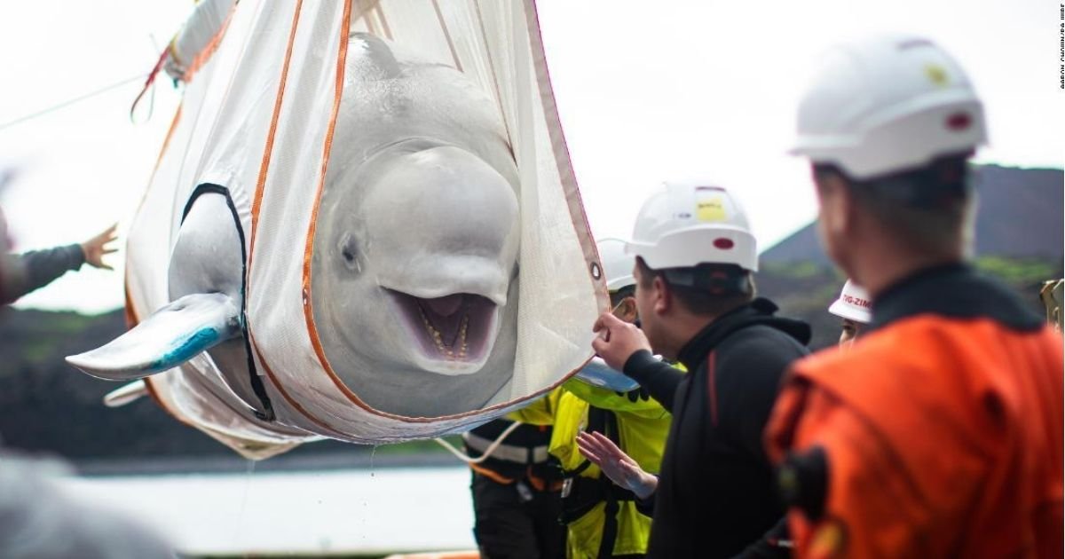 aaron chown pa wire.jpg?resize=412,275 - Two Beluga Whales Finally Back At The Sea After Years Of Captivity