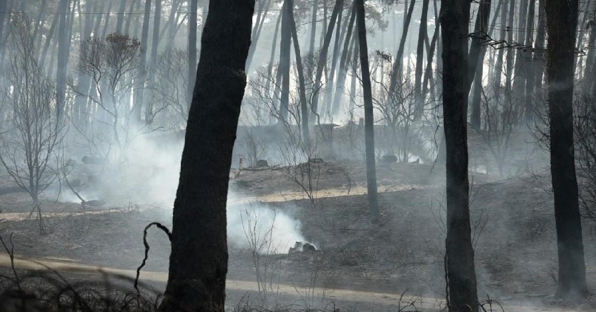 anglet.jpg?resize=1200,630 - Incendie d'Anglet: un jeune homme de 16 ans mis en examen pour "destruction volontaire de forêt"