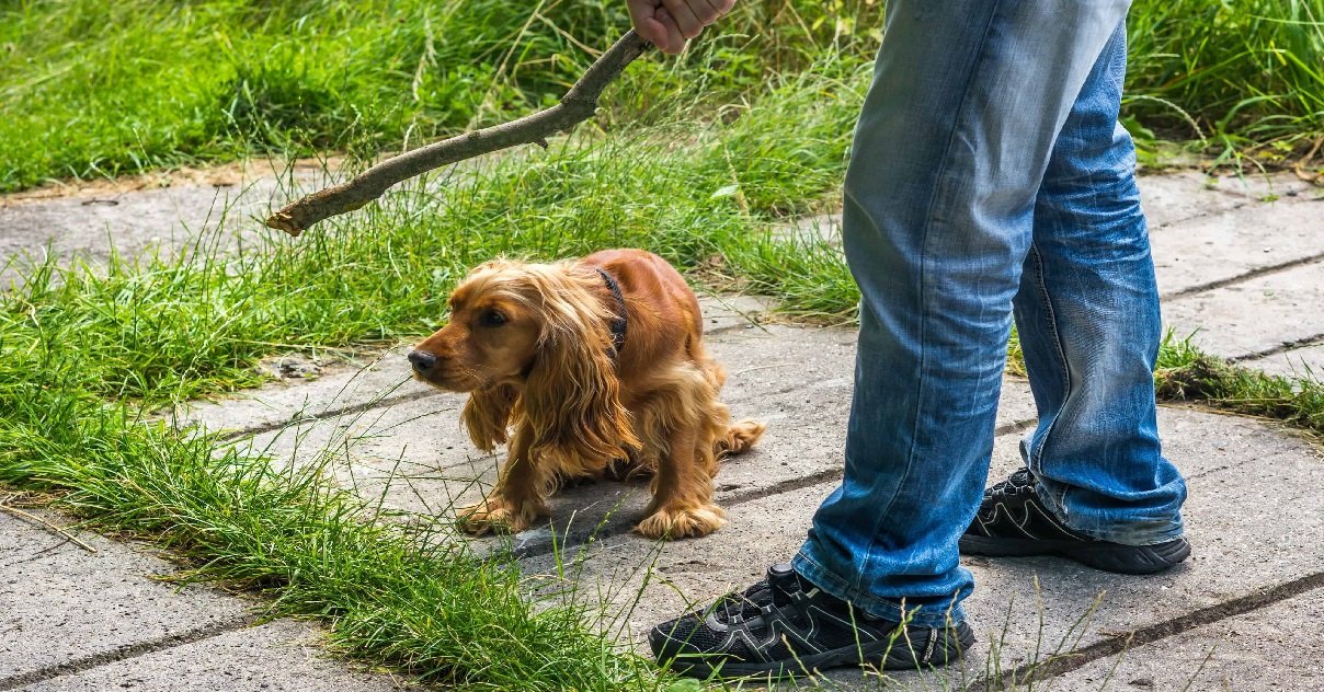 animaux.jpg?resize=412,275 - Une étude montre que les auteurs de violence sur les animaux sont plus spécistes que les autres