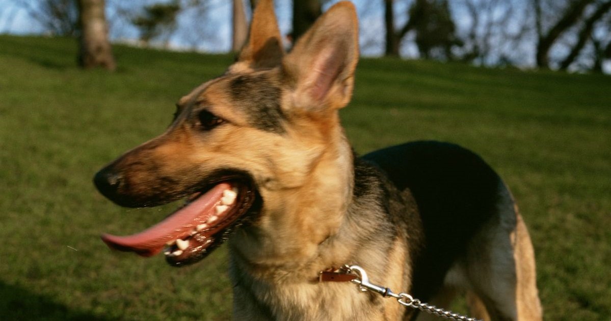 ba.jpg?resize=412,275 - Marseille: un homme a violemment frappé son chien dans la rue sous le regard des passants