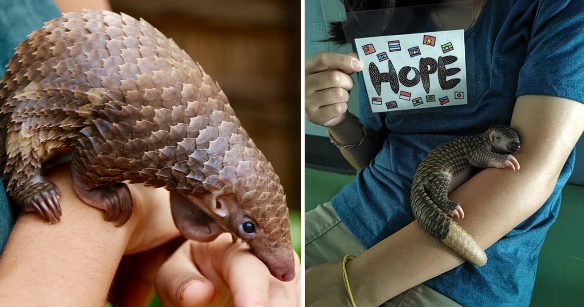 baby pangolins.jpg?resize=412,275 - Baby Pangolins Are Too Cute To Be True And These 8 Facts Prove Why