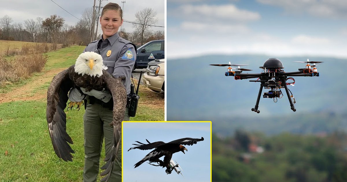 bald eagle.jpg?resize=1200,630 - Bald Eagle Destroys $995 Government Drone, Rips Off Propeller At 162Ft In Michigan