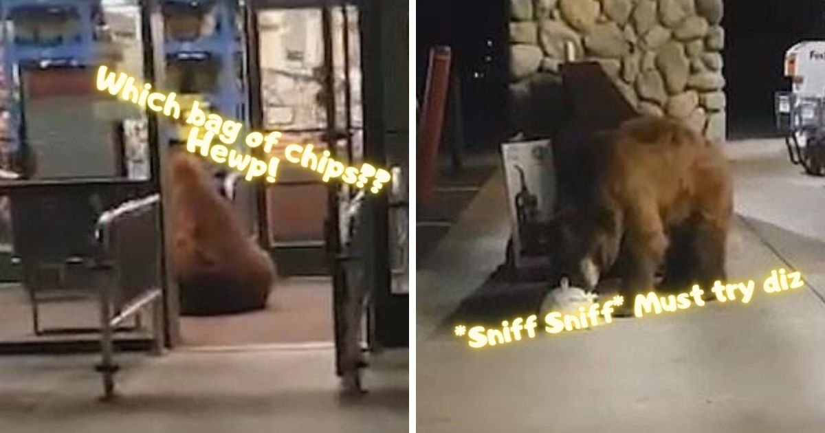 bear5.jpg?resize=412,232 - Large Bear Goes To Grocery Store, Grabs A Bag Of Chips, Then Sits Outside To Eat