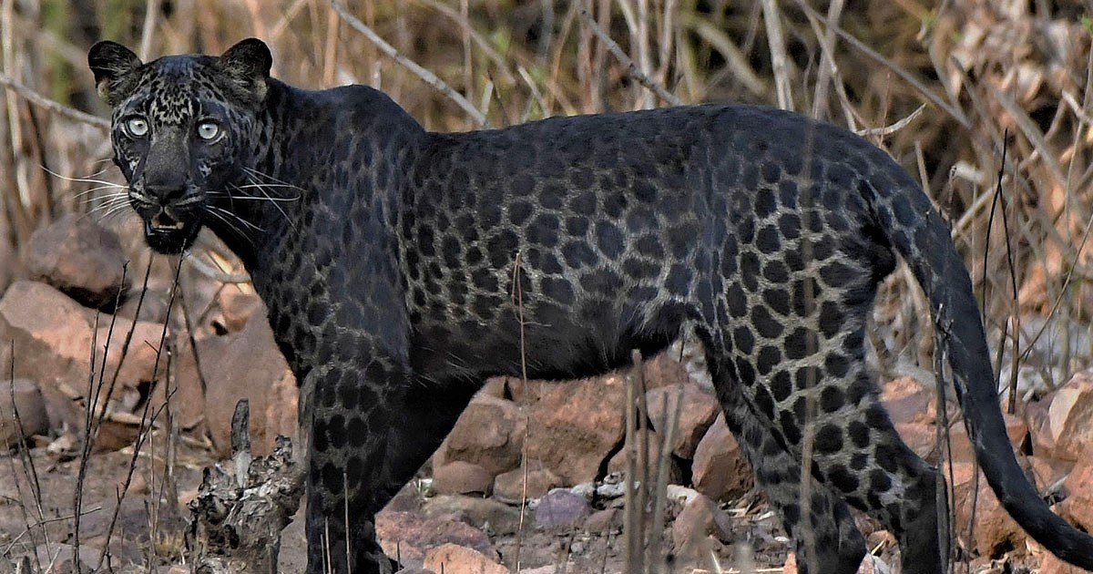 blackleopardcaters.png?resize=412,232 - Inédit : Un rare léopard noir a été photographié en Inde